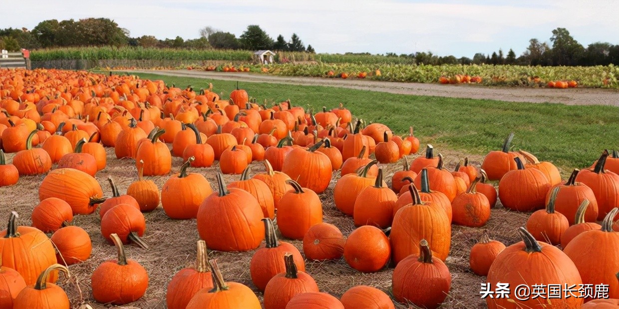 南瓜大作战攻略,南瓜大作战有几个地点