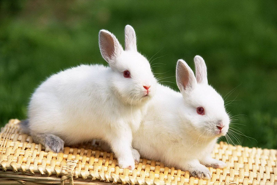 兔子每天喂多少饲料合适,兔子怎么喂不容易出毛病