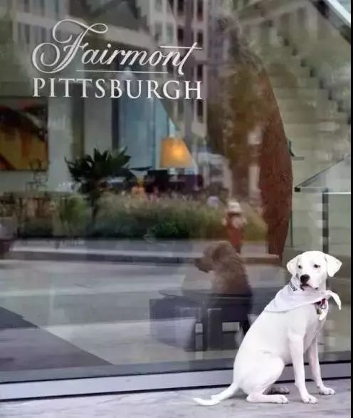 全国首家七星宠物度假酒店,最豪华的宠物酒店