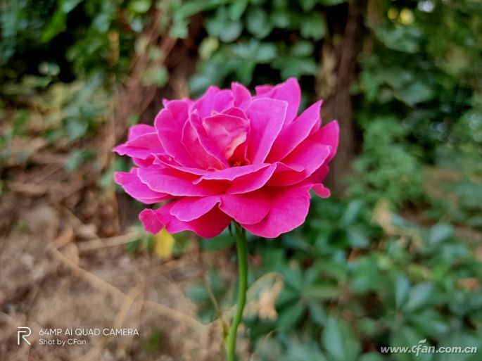 realmeX2评测:普及6400万鹰眼四摄的急先锋