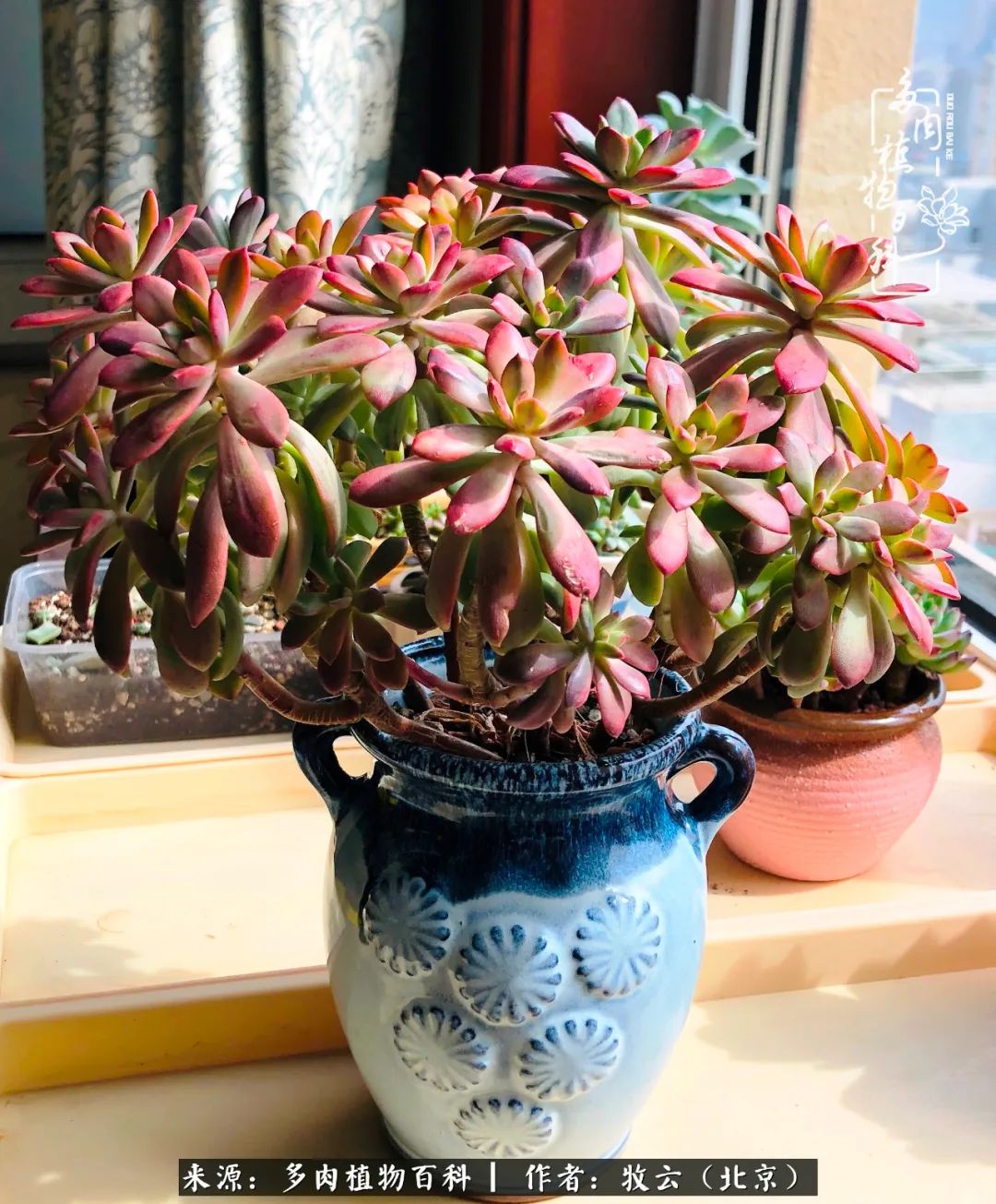 日常生活中常见的多肉植物,多肉植物神奇之处