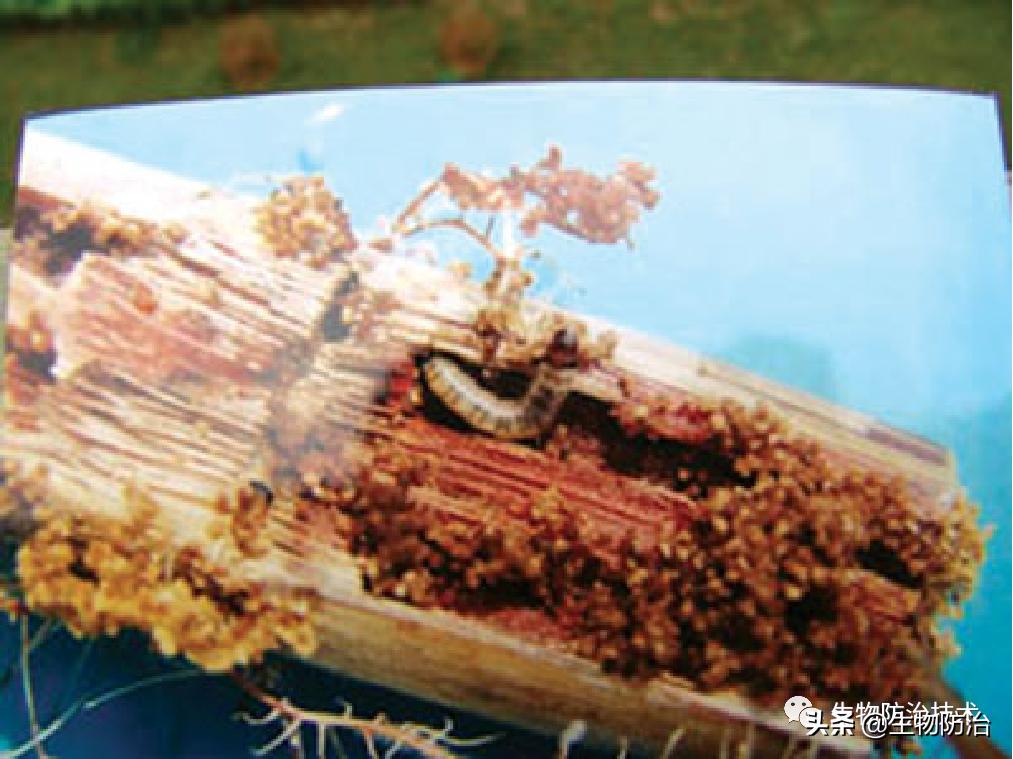 蛀干害虫是钻蛀害虫吗,果树枝干钻蛀害虫图片