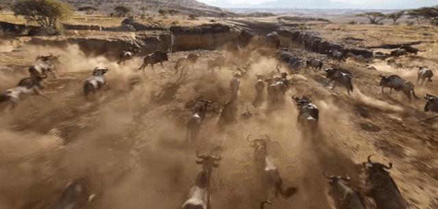 狮子王辛巴体型有多大,狮子王辛巴成长记录