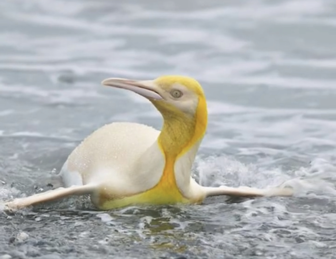 首次发现黄色企鹅,记录人类首次发现黄色企鹅