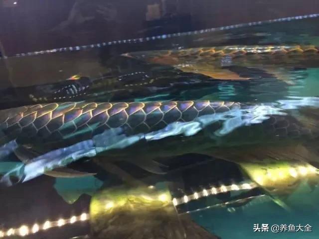 马来西亚买海鲜,怎么样直接从马来西亚购买龙鱼