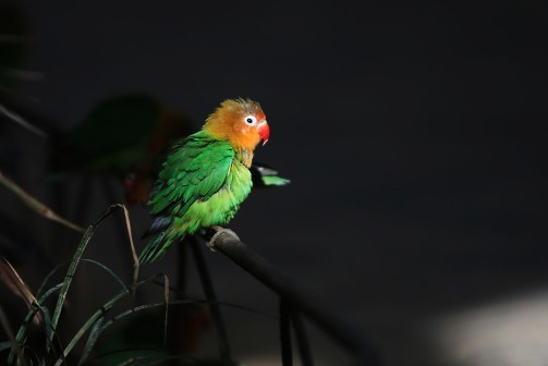 面类牡丹鹦鹉品种介绍及图片,牡丹鹦鹉品种介绍及图片和名字