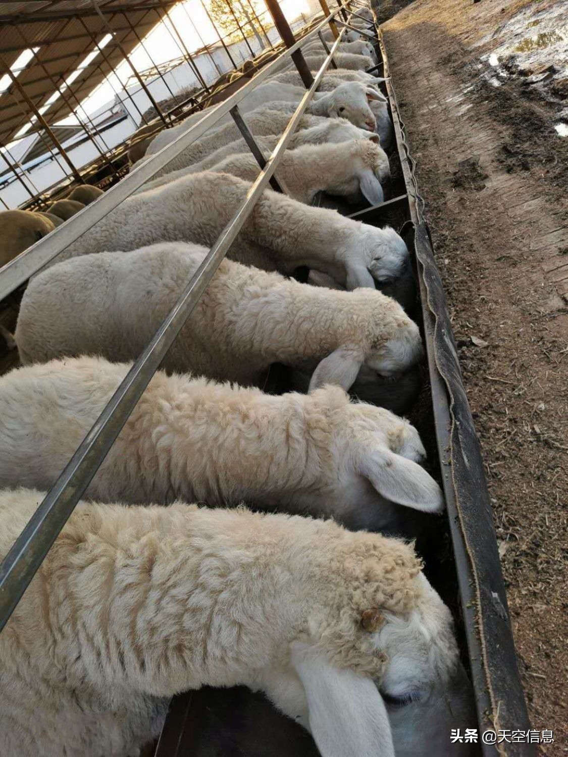 青海羊的品种,萨福克羊和黑头杜泊的优缺点