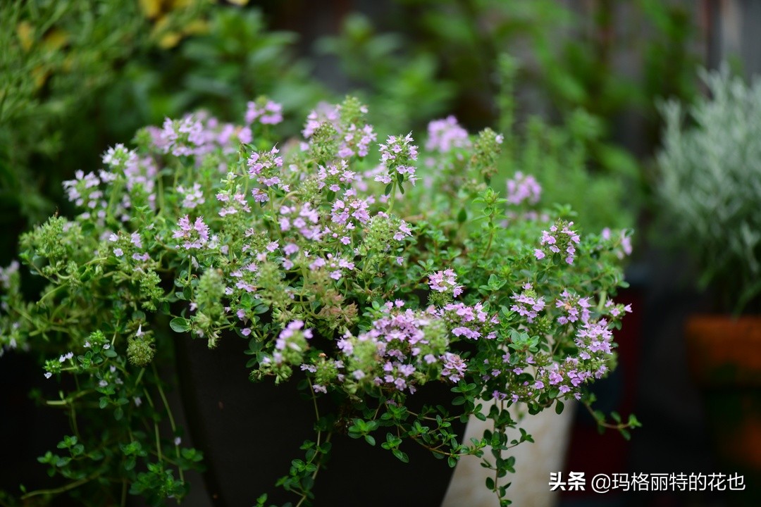 花园里四季常青的树,花园里四季都绿的植物