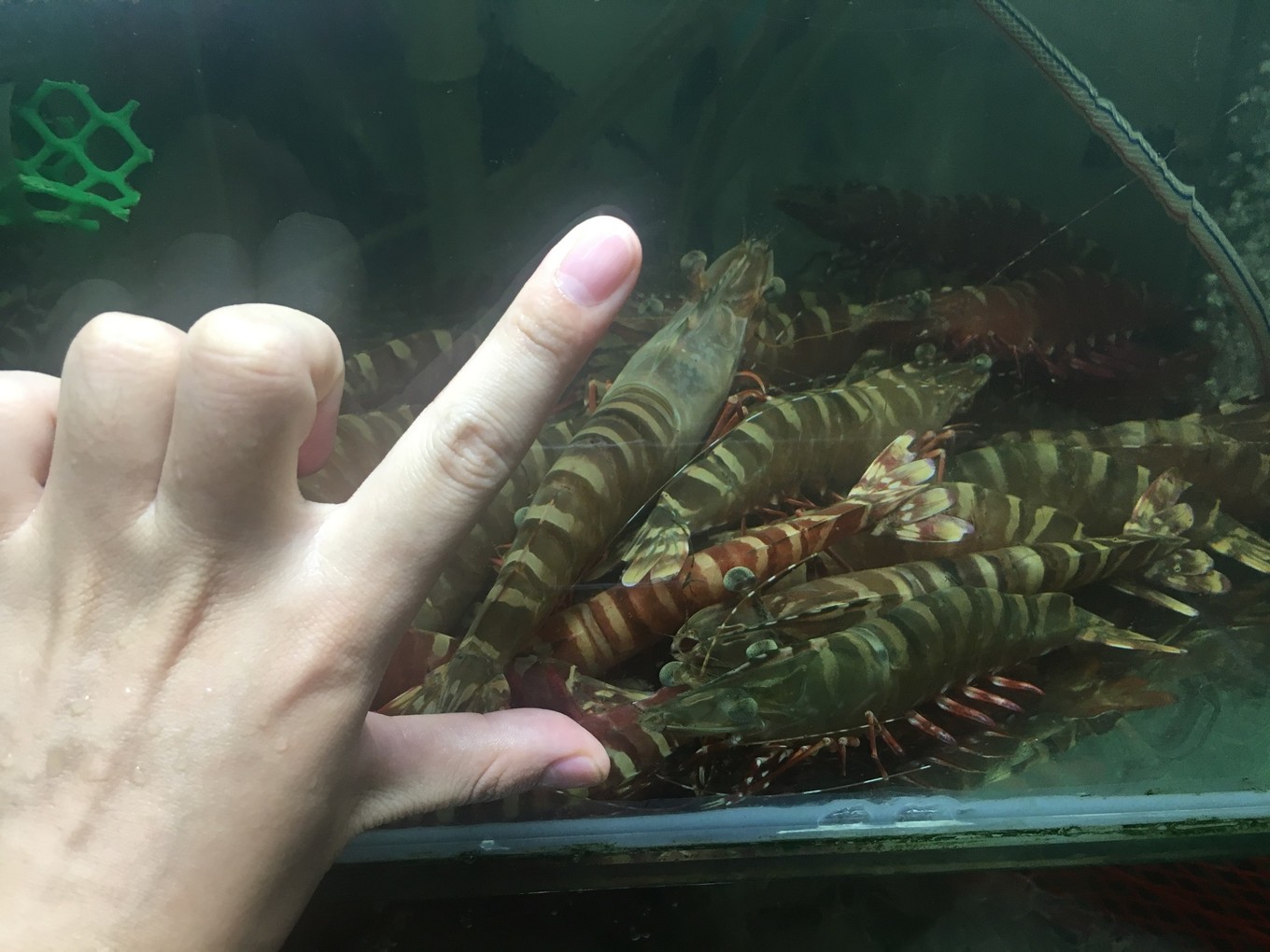 三亚旅游吃海鲜防宰攻略,三亚蜈支洲岛吃海鲜攻略