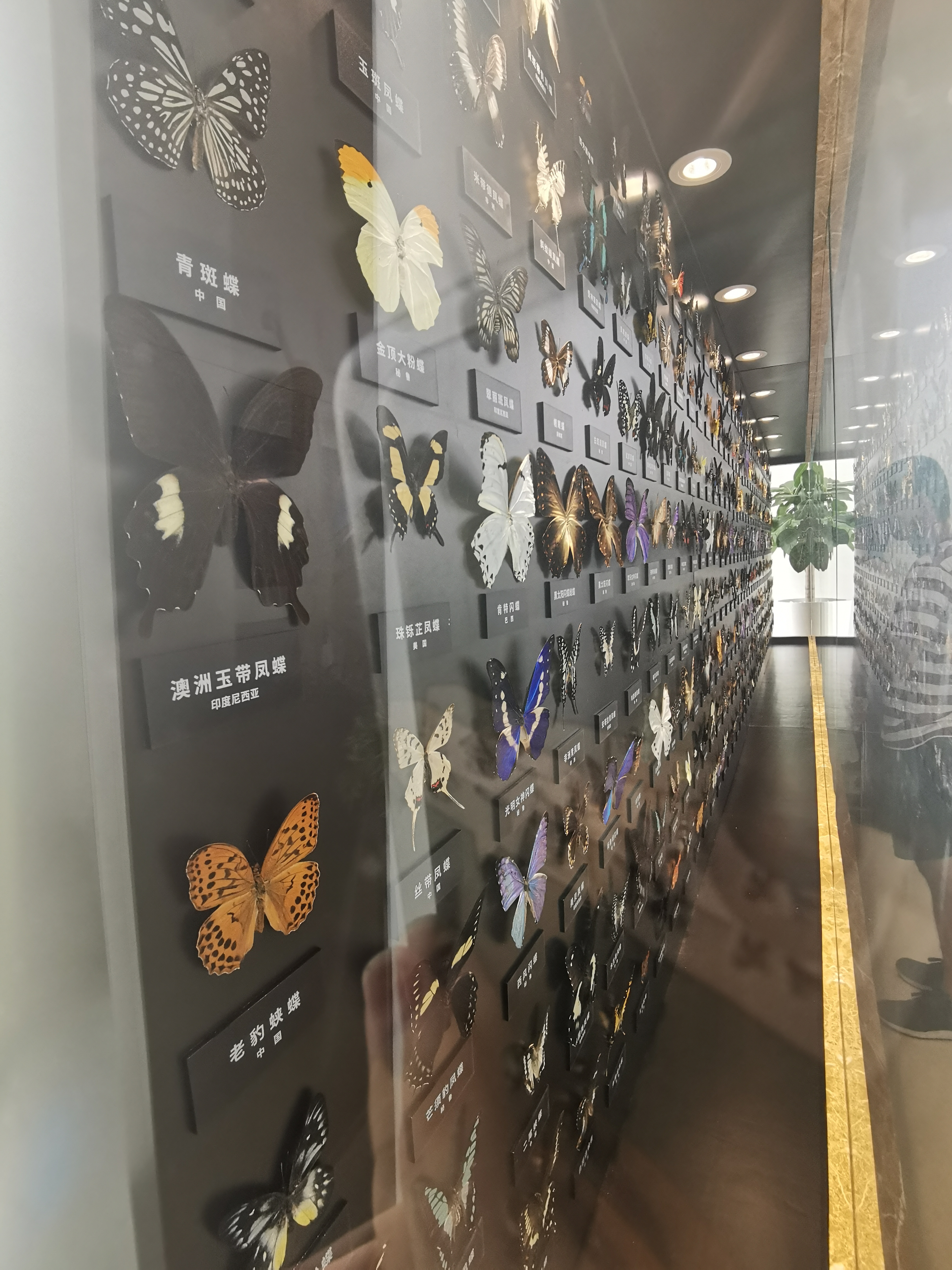 深圳第一高楼平安金融中心,深圳第一高楼平安观光