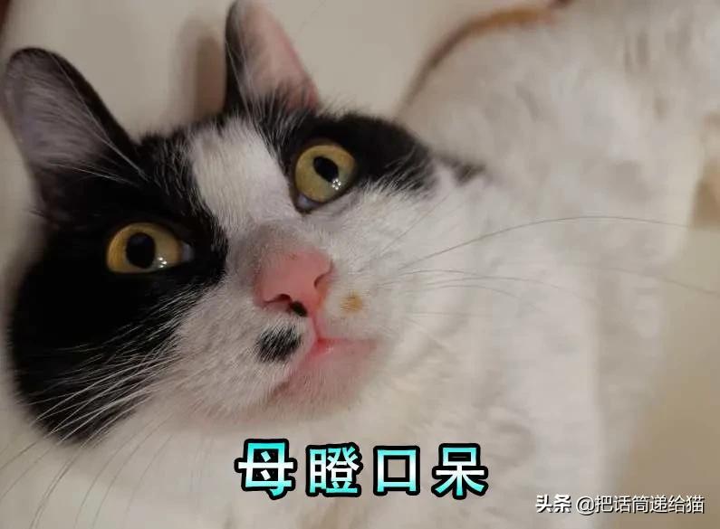 求助！我的猫以为自己是我妈怎么办？