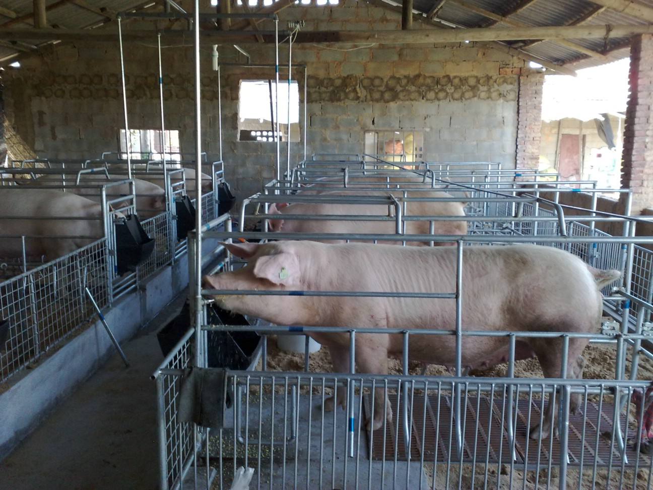 怎么确认*猪种**妊娠,预产期推算及分娩接产技术!