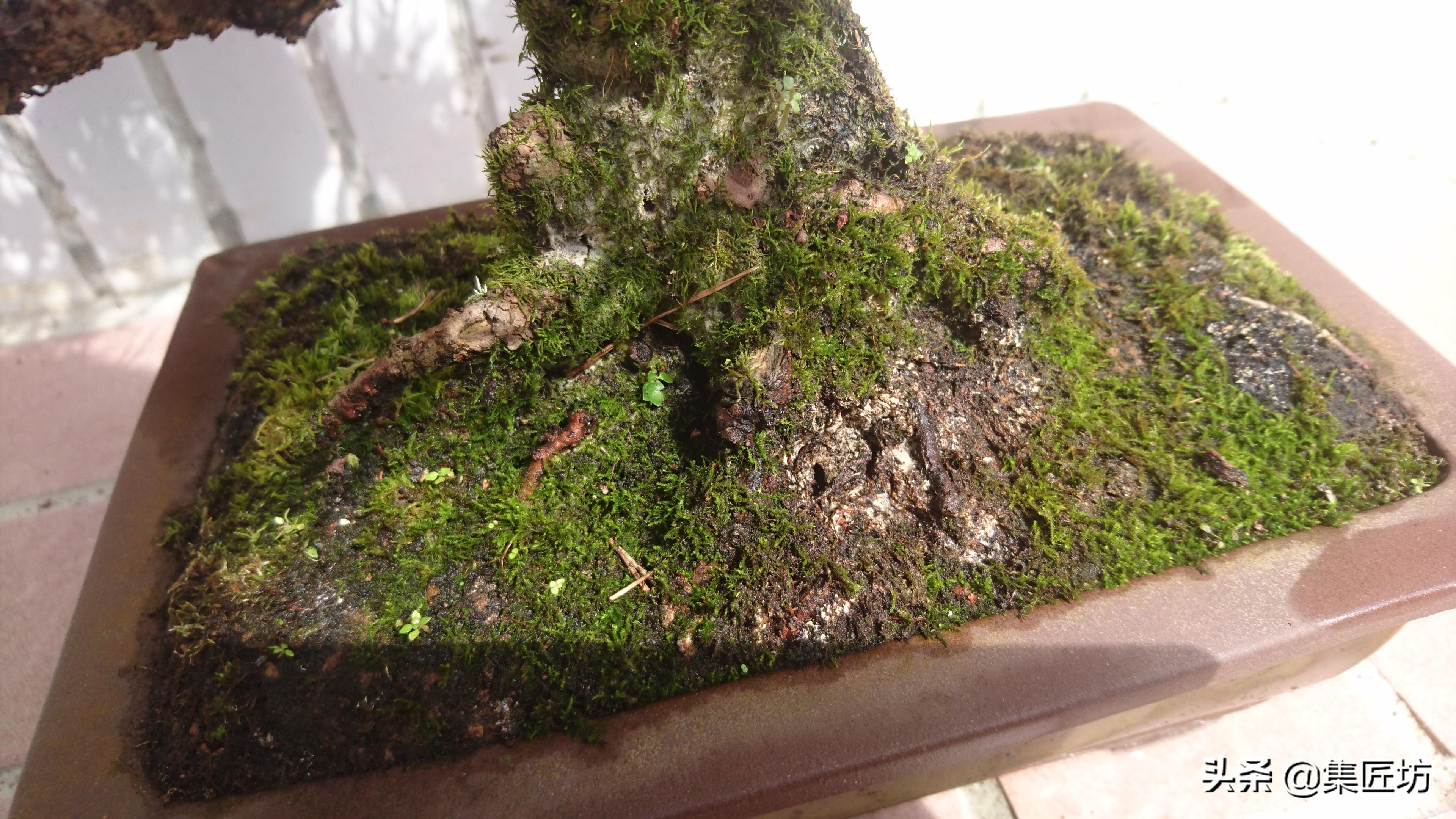 树势不旺的黑松盆景如何养护 (黑松盆景几年换盆比较好)