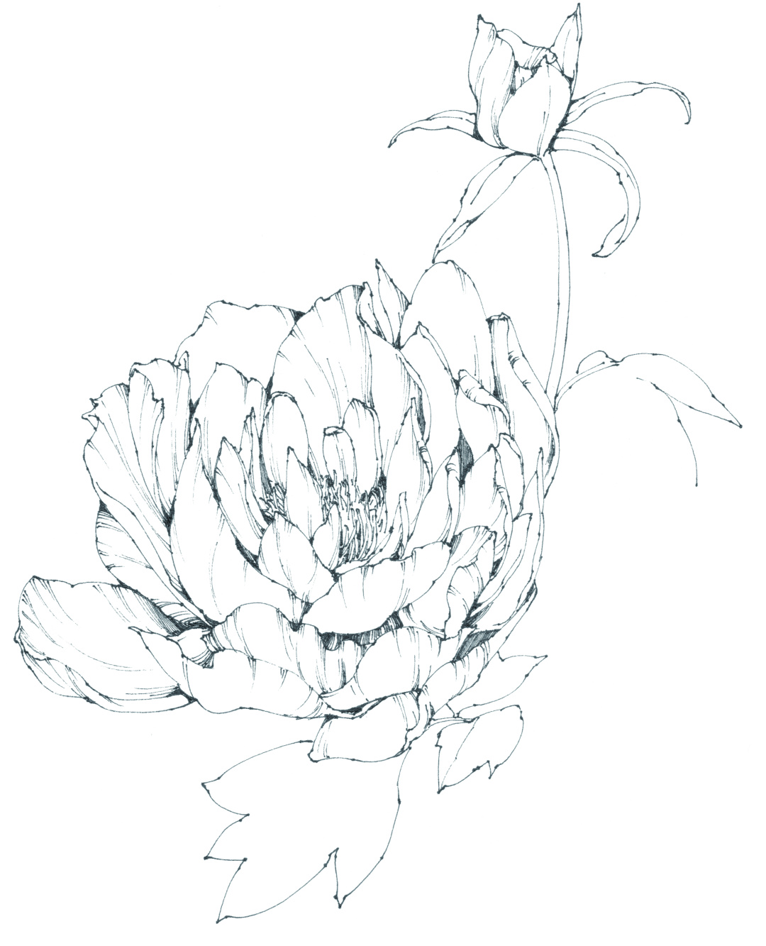 春日写生浪漫樱花,春季樱花写生季