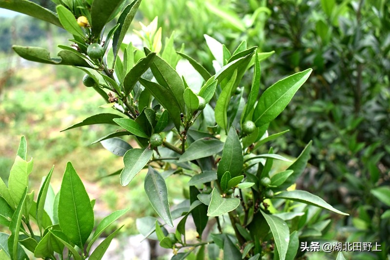 推荐的民宿采摘,浙江隐匿山野的民宿桃源仙境