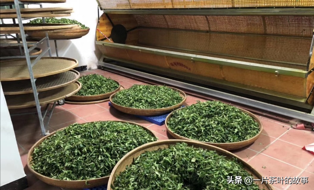 乌龙茶炒茶叶的正确方法和步骤,乌龙茶最合理的制作方法是什么