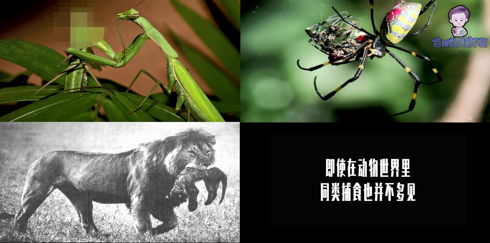 为什么不能吃别人的东西,为什么不能吃食肉动物