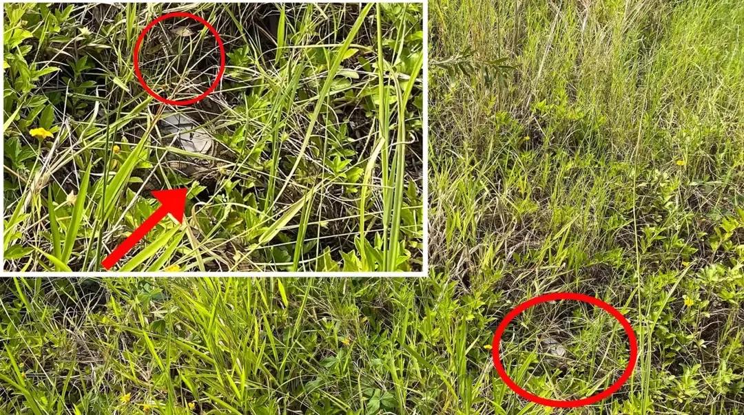 地铁站附近惊现大蟒蛇,广东一地铁口附近惊现五米长蟒蛇