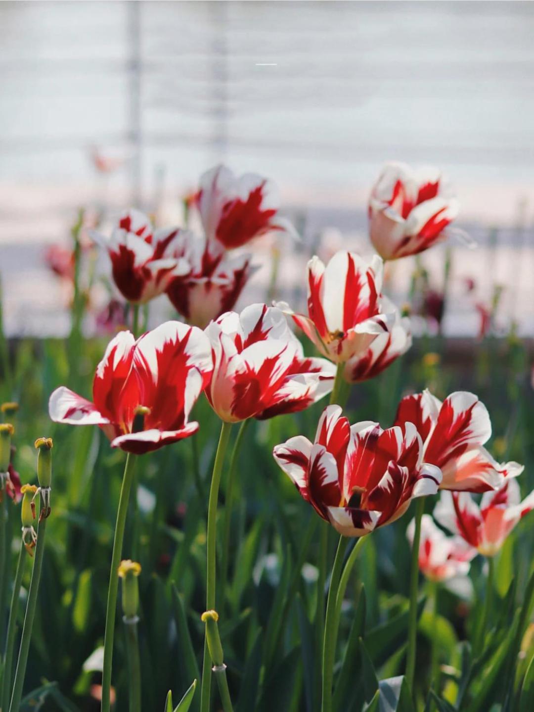 深圳十大免费花海公园,深圳红花山公园粉黛花海