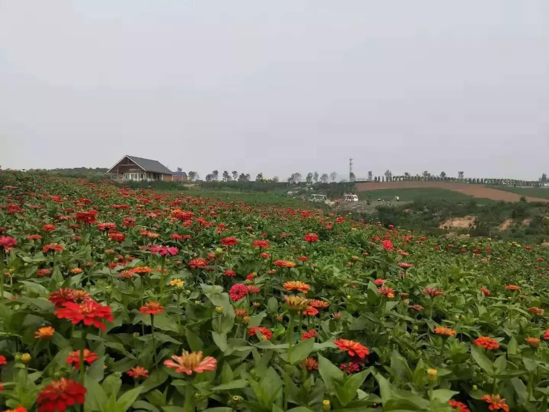河北绝美自驾游,河北哪里的花海好看最美