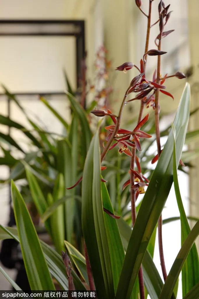 在这个距离*安门天**最近的公园，邂逅世界四大兰花展之一！过年看花就来这！