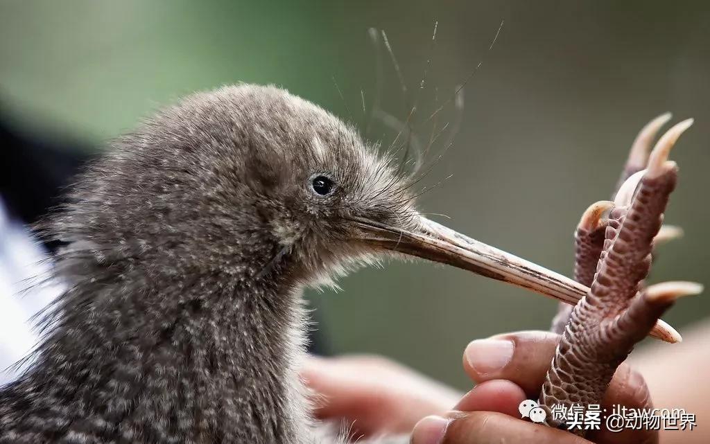 奇异鸟的样子,奇异鸟在哪里