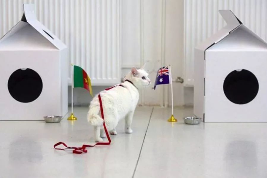 争当懂球帝，动物“神棍”C位出道