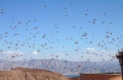 蝗虫不是在天上飞吗，怎么用鸭子去吃呢？鸭子能灭蝗虫吗？