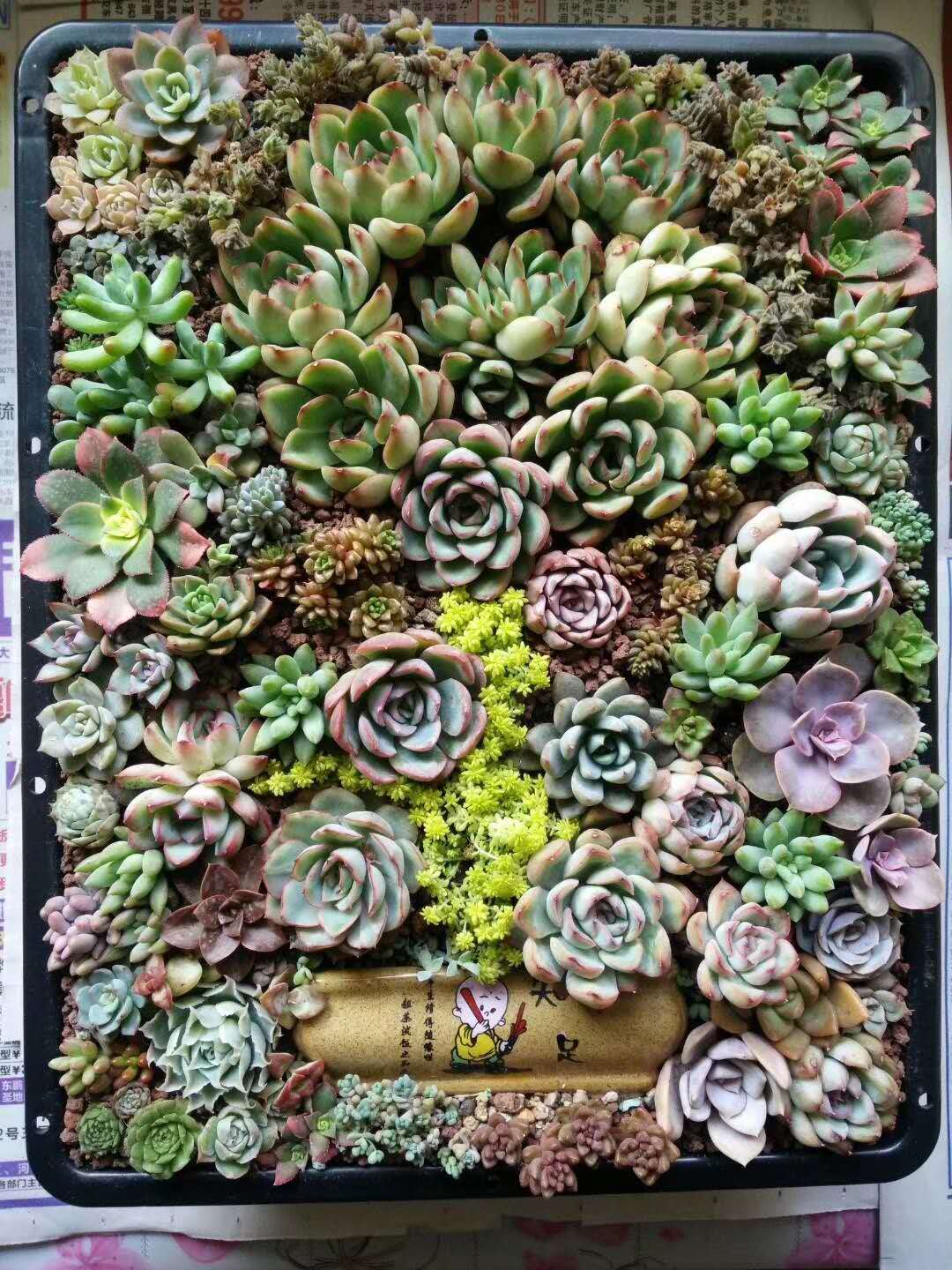 红蜻蜓多肉的养护方法和注意事项,养多肉容易出现的几种症状