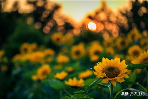 种植向日葵腐烂怎么办,向日葵的种植注意什么事项