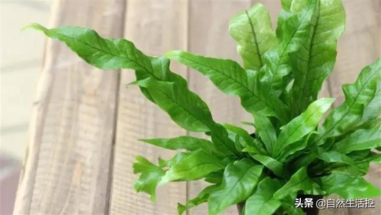 花卉枯萎了怎么办视频教程,花卉蔫了如何救活