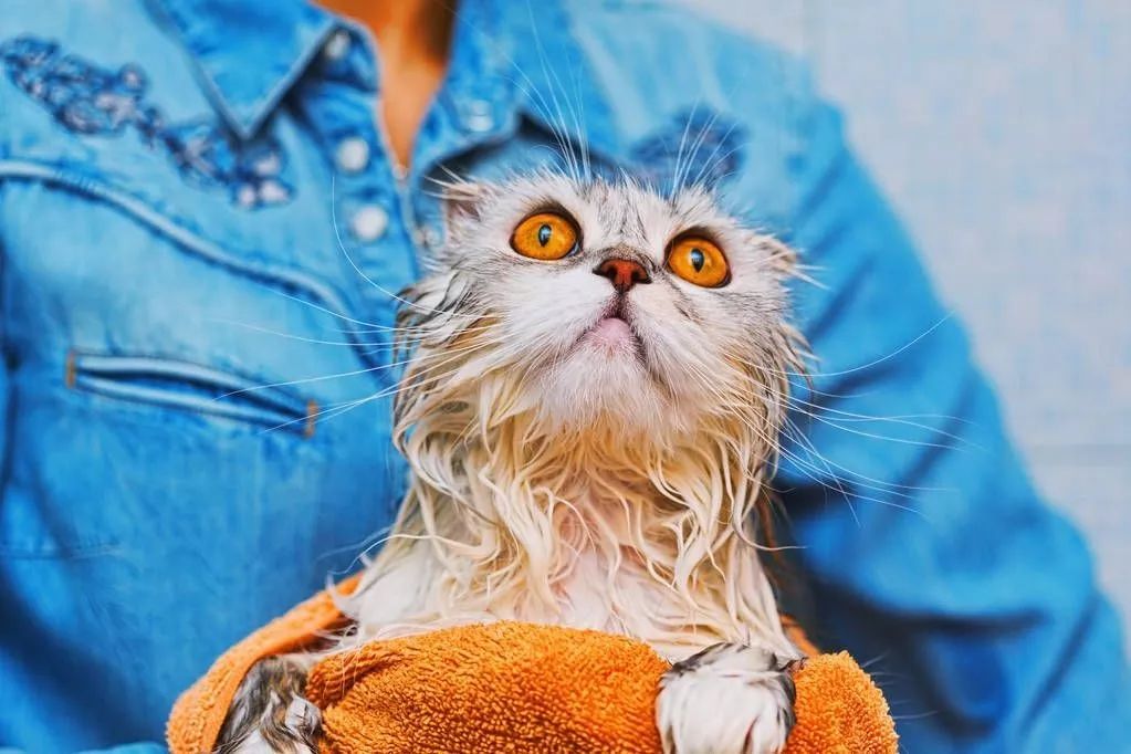 冬天给猫咪洗澡会不会感冒,猫咪冬天洗澡会感冒吗