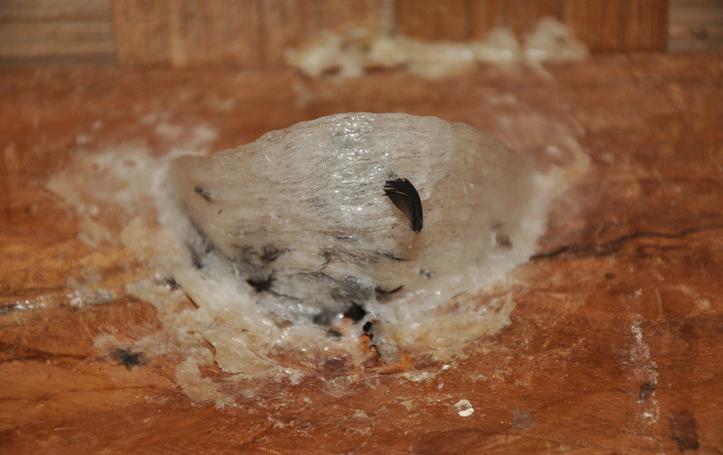 燕窝真假鉴别最简单方法,燕窝鉴别方法怎样辨别优质燕窝