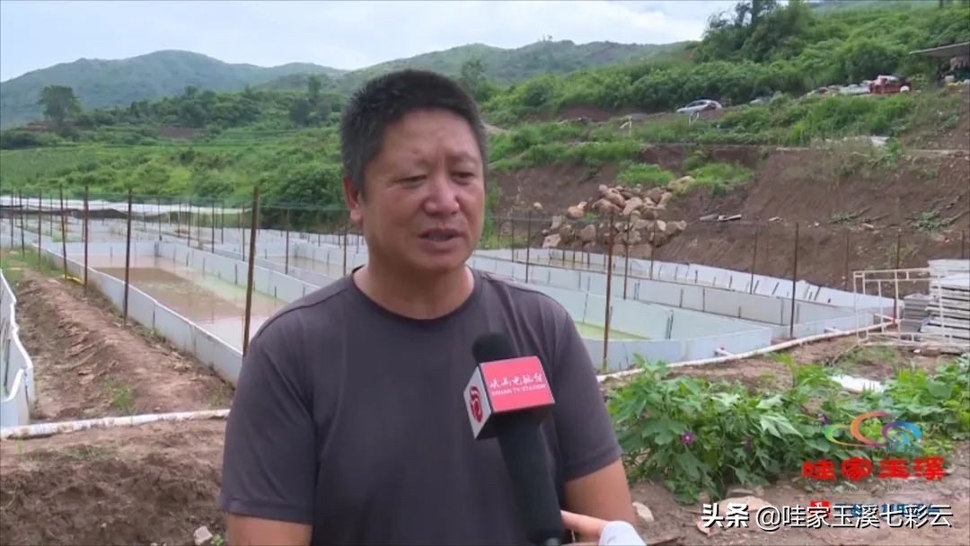 牛蛙养殖生财有道,大龙潭牛蛙养殖前景