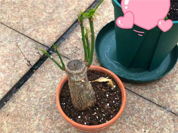 月季常见病害图解,月季枝干高花苞小怎么办