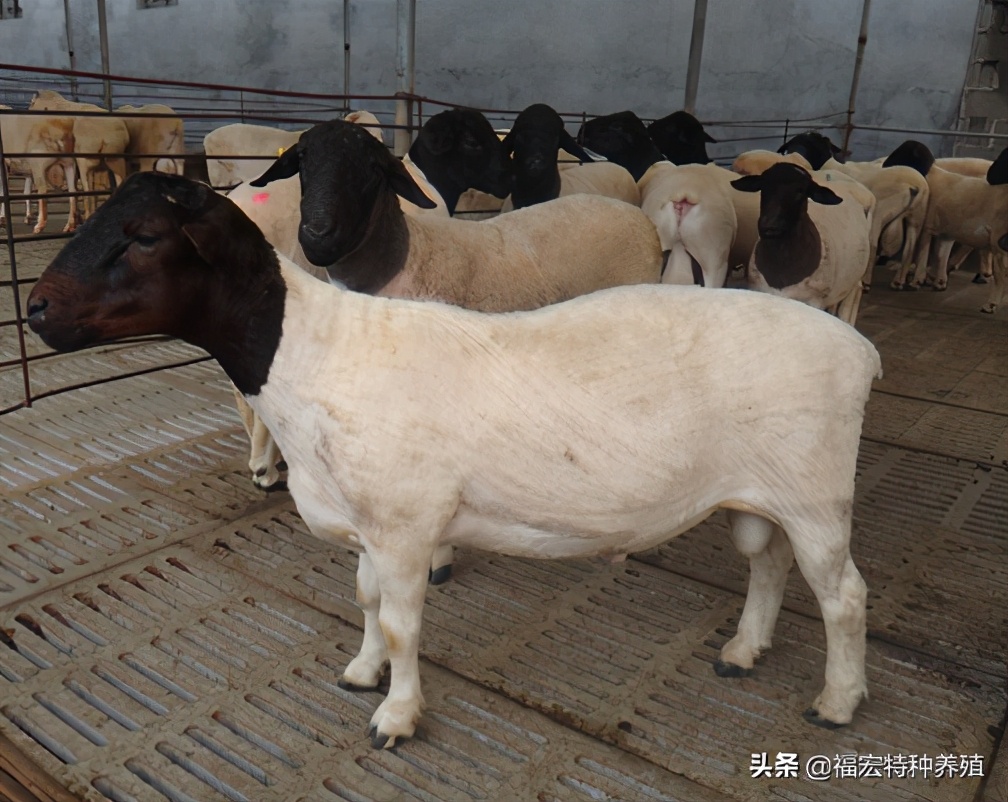 养殖杜泊绵羊赚钱,养殖杜泊羊的前景