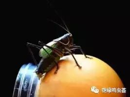 怎么样正确挑选蝈蝈,挑选蝈蝈最佳方法