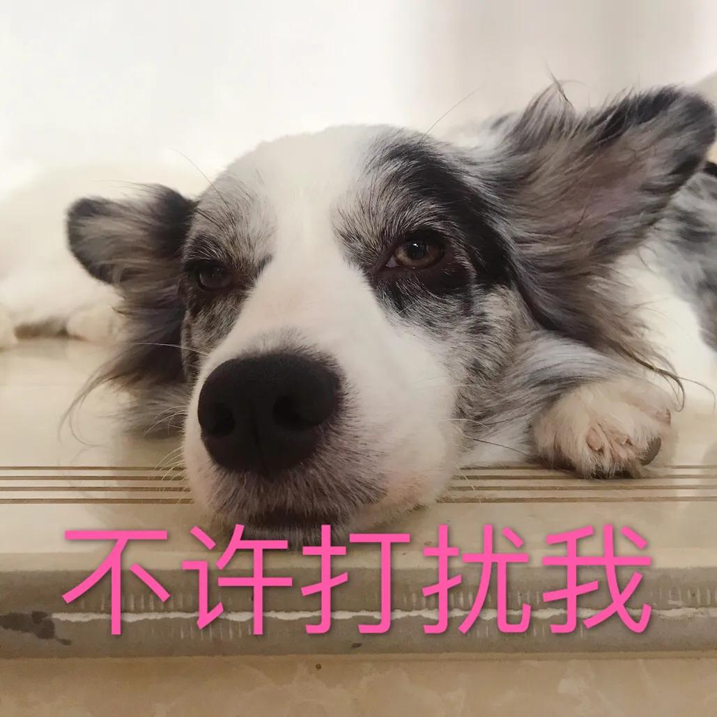 你想知道,如何正确对待狗狗发情期吗?