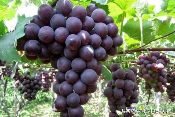 高温对葡萄叶片的危害及防治,葡萄叶片干枯是什么原因