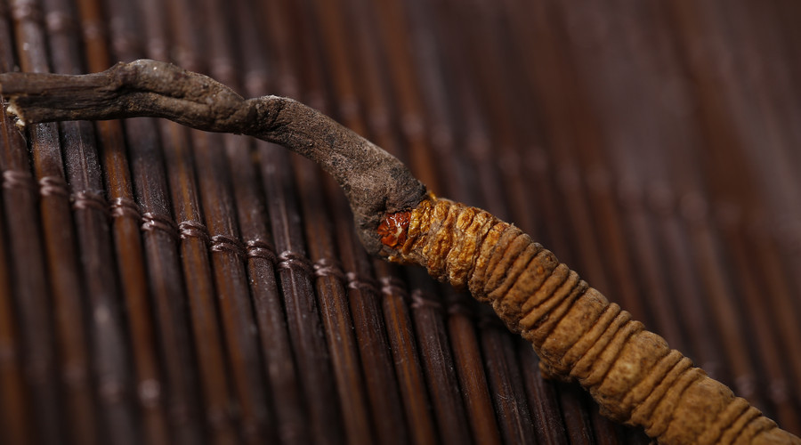冬虫夏草与别的药物有冲突吗,冬虫夏草跟虫有什么瓜葛