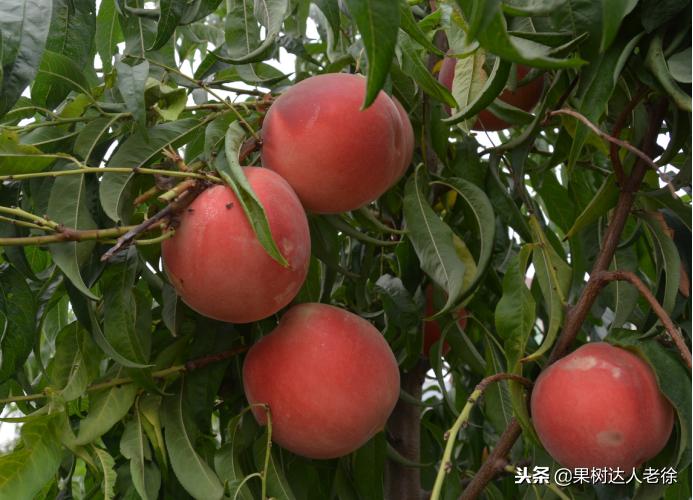 种植桃树的间距是很有讲究的,科学合理的种植模式