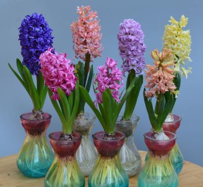 开过花的风信子种球怎样处理,开完花的风信子怎么养护