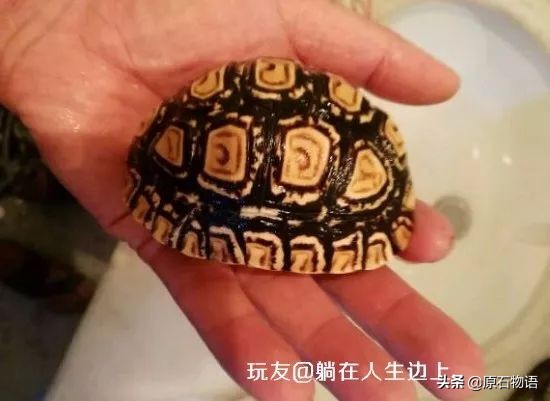 盘龟壳会玉化包浆后效果视频,龟壳盘多久玉化包浆起荧光