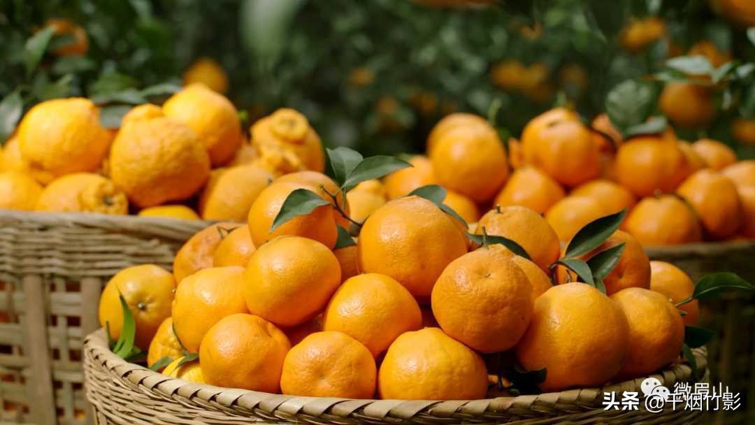 不知火春见,不知火丑橘春见