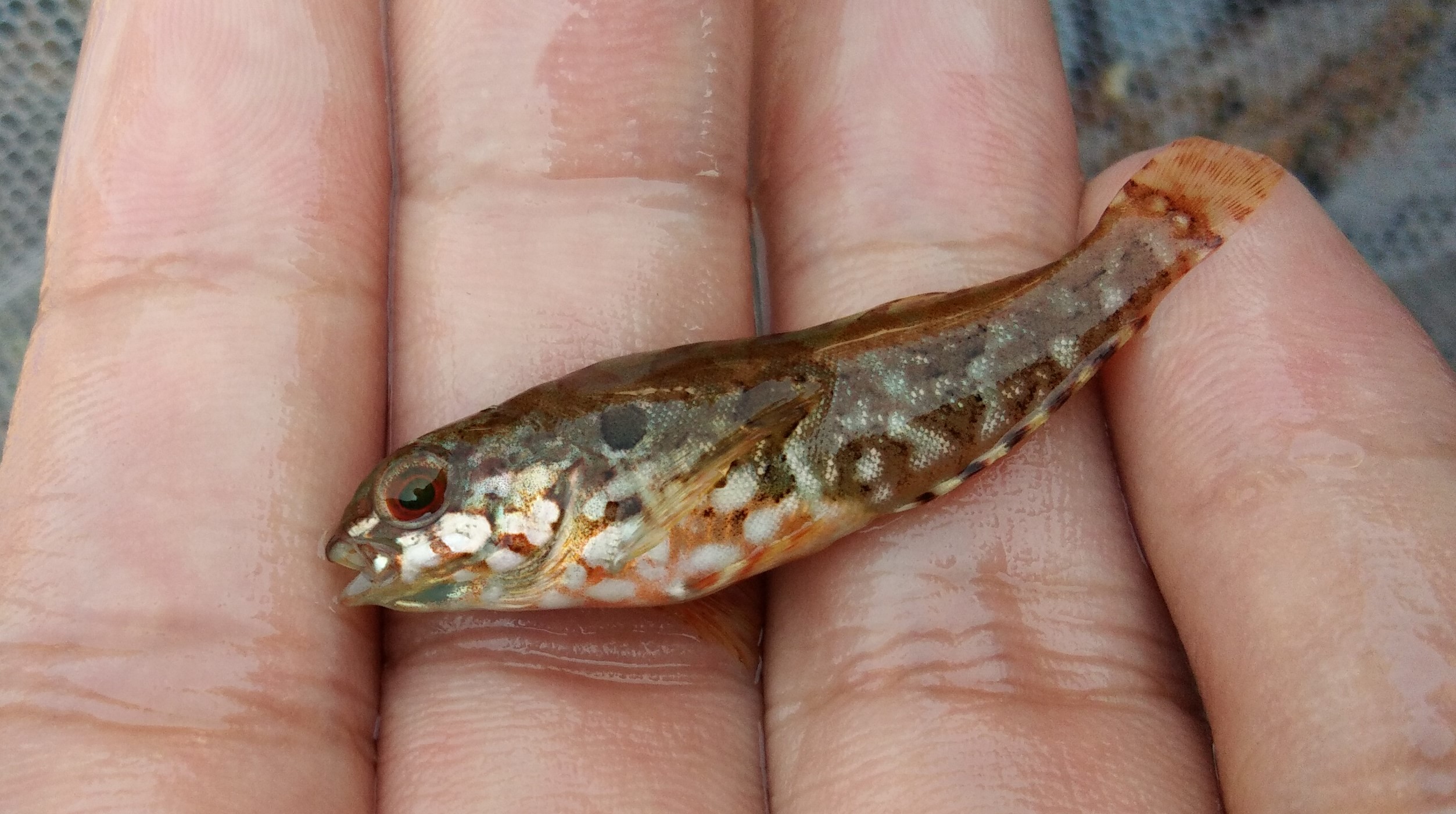 养殖鱼怎么样,养殖的鱼怎么才能繁殖