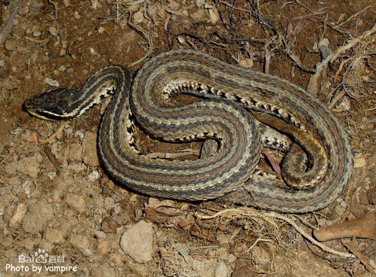 冷血精神病有感情吗,冷血精神病治疗