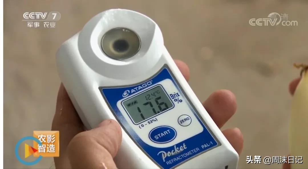 不甜不要钱!白玉甜瓜火了,脆嫩香甜多汁!全家老小都爱吃