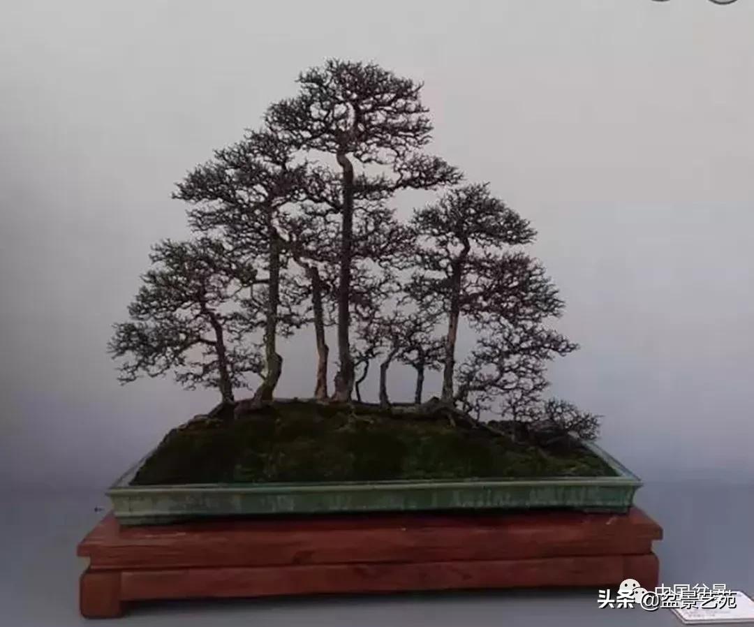 学盆景入门教程书,学习盆景制作视频