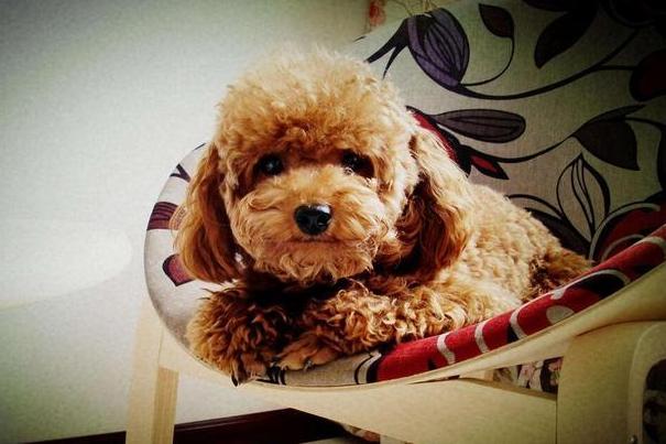 泰迪的肚皮好多黑色凸起,泰迪狗的肚皮皱皱巴巴的怎么回事