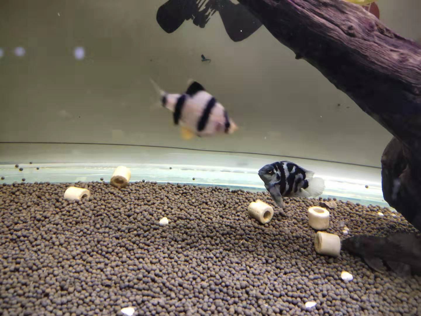 三湖鱼打架,三湖慈鲷鱼打架怎么办